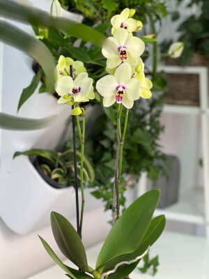 Орхидея Фаленопсис Келлион ⌀12 55 см