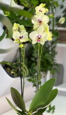 Орхидея Фаленопсис Келлион ⌀12 55 см 