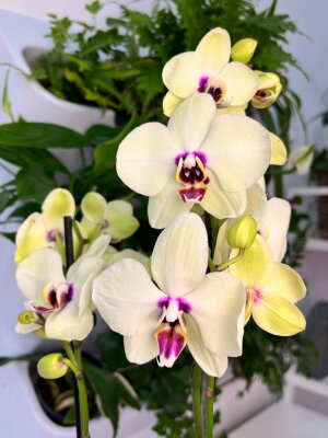 Орхидея Фаленопсис Келлион ⌀12 55 см
