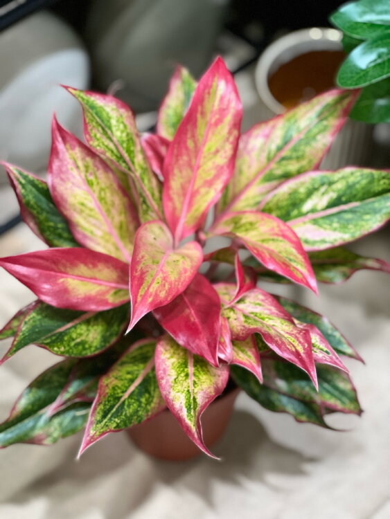 Аглаонема Аврора Голд ⌀12 35 см 