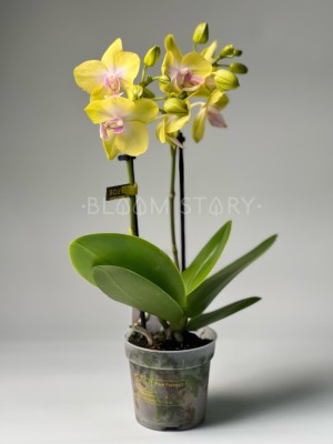 Орхидея Фаленопсис мини Сьюзи ⌀6 20 см
