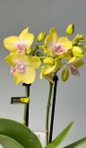 Орхидея Фаленопсис мини Сьюзи ⌀6 20 см 