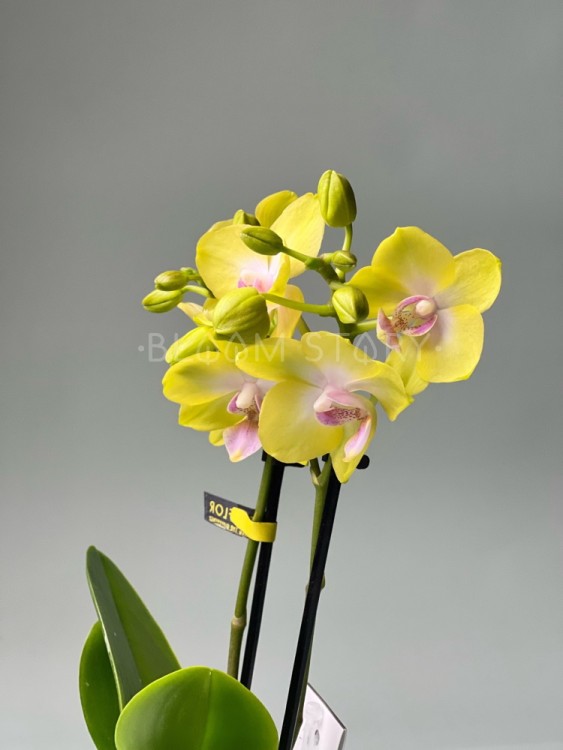 Орхидея Фаленопсис мини Сьюзи ⌀6 20 см 