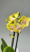Орхидея Фаленопсис мини Сьюзи ⌀6 20 см 