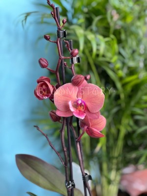 Орхидея Фаленопсис Ливви Биг Лип ⌀12 50 см