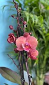 Орхидея Фаленопсис Ливви Биг Лип ⌀12 50 см 