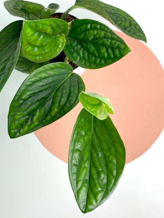 Филодендрон Марбл Планет подвесной ⌀15 30 см 