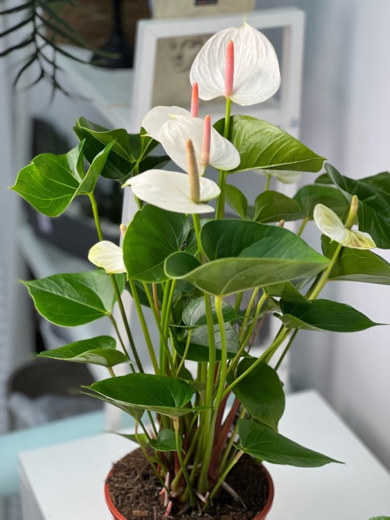 Антуриум Андреанум Фэнтези Лав ⌀17 75 см 