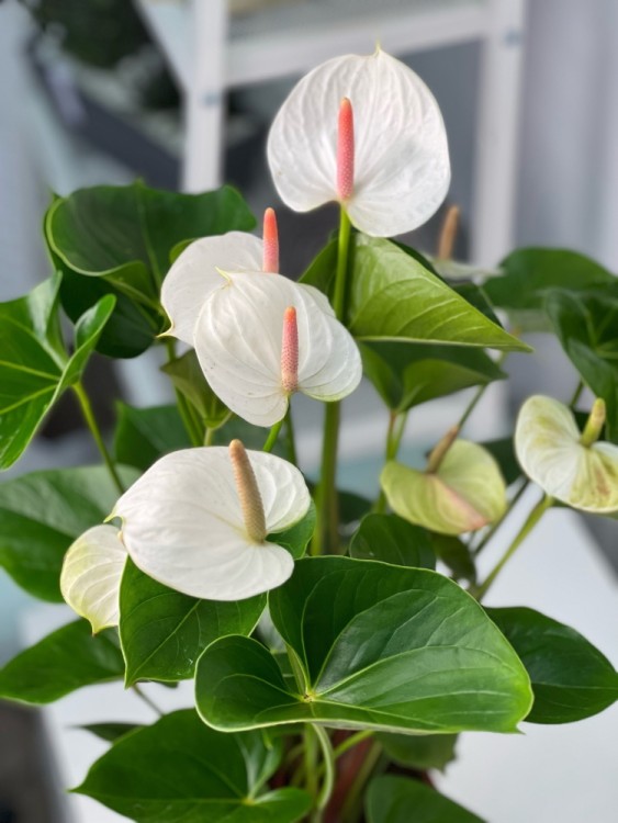 Антуриум Андреанум Фэнтези Лав ⌀17 75 см 