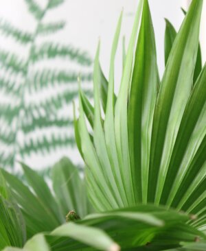 Ливистона 40 см