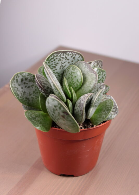 Адромискус Макулатус ⌀10 