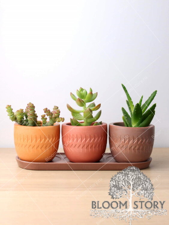 Композиция из суккулентов Сахара 