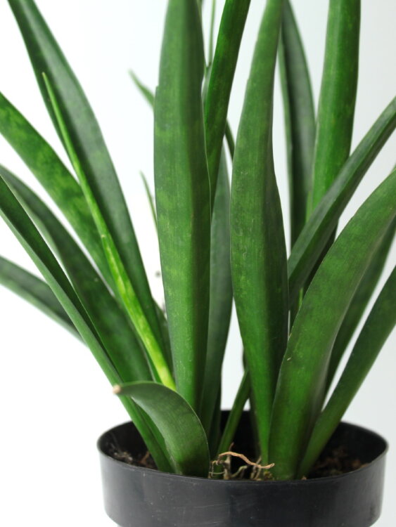 Сансевиерия Кирки Френдз ⌀12 40 см 