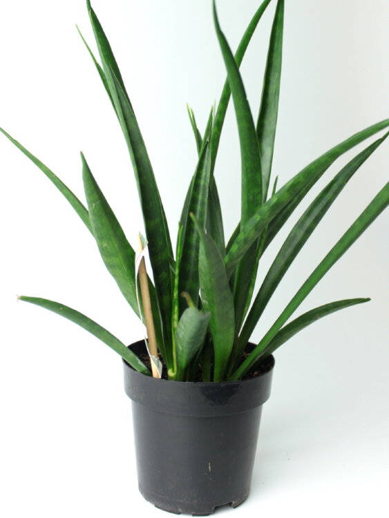 Сансевиерия Кирки Френдз ⌀12 40 см 
