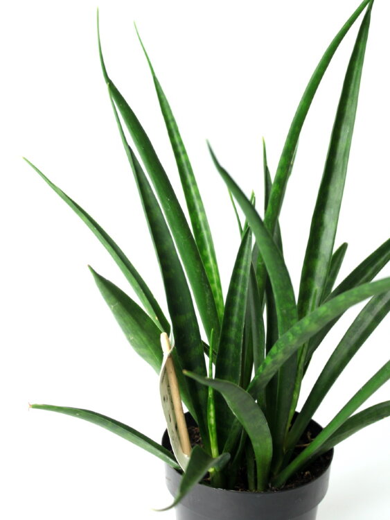 Сансевиерия Кирки Френдз ⌀12 40 см 