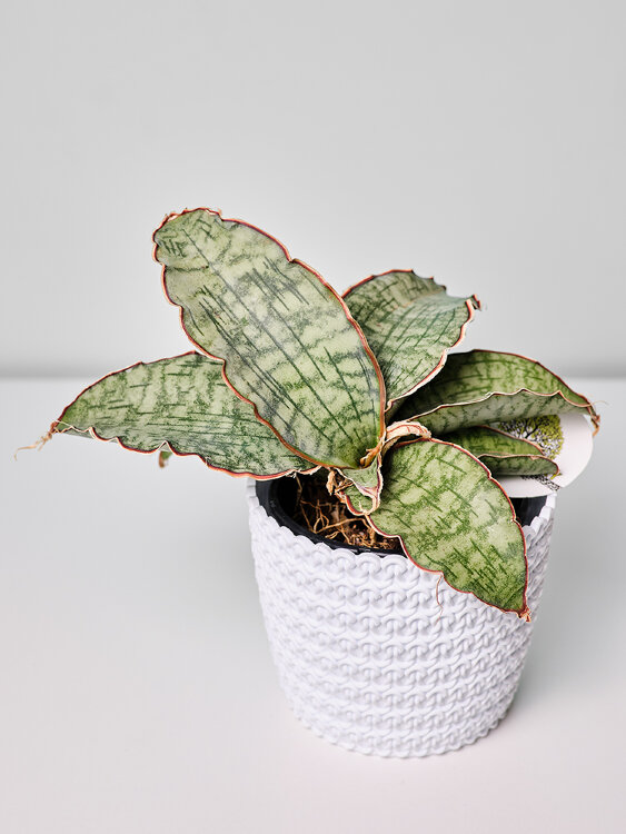 Сансевиерия Сильвер Блю ⌀9 