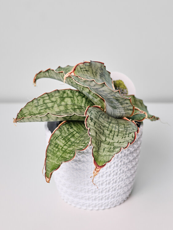 Сансевиерия Сильвер Блю ⌀9 