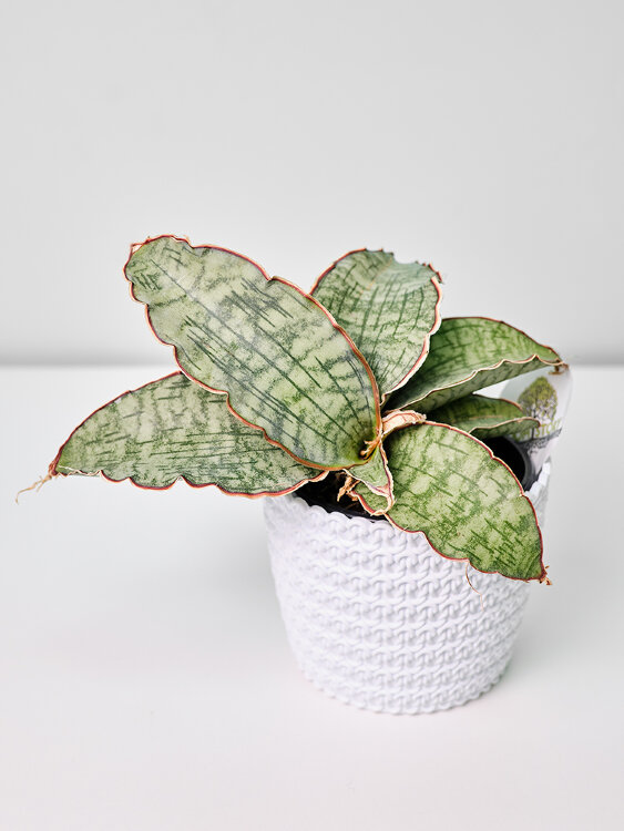 Сансевиерия Сильвер Блю ⌀9 