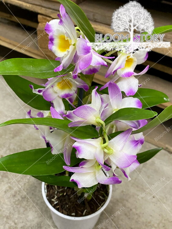 Орхидея Дендробиум Нобиле Кумико 2 ст 