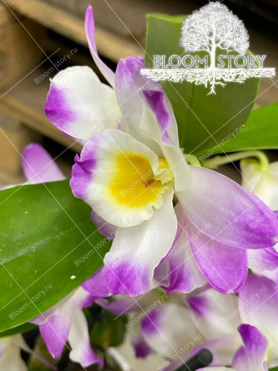 Орхидея Дендробиум Нобиле Кумико 2 ст  Орхидея Дендробиум Нобиле Кумико 2 ст