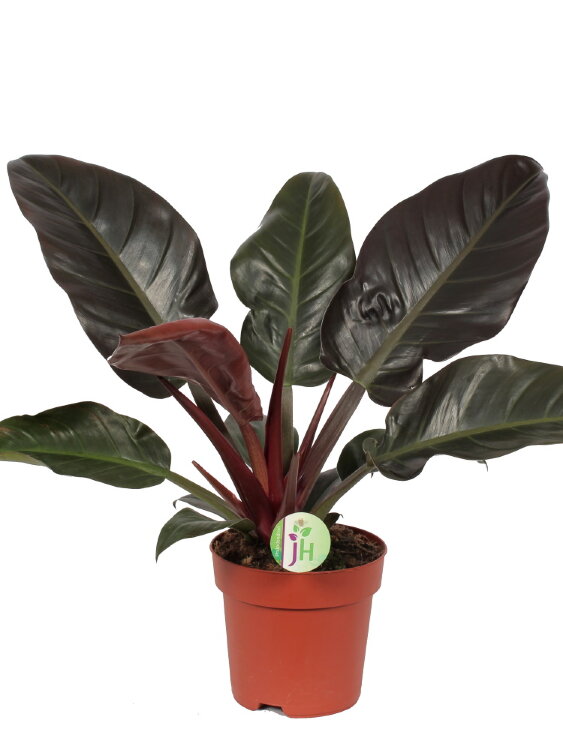 Филодендрон Империал Ред ⌀17 60 см 