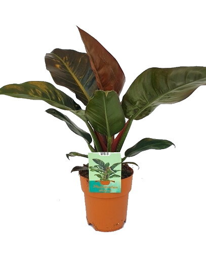 Филодендрон Империал Ред ⌀17 60 см 