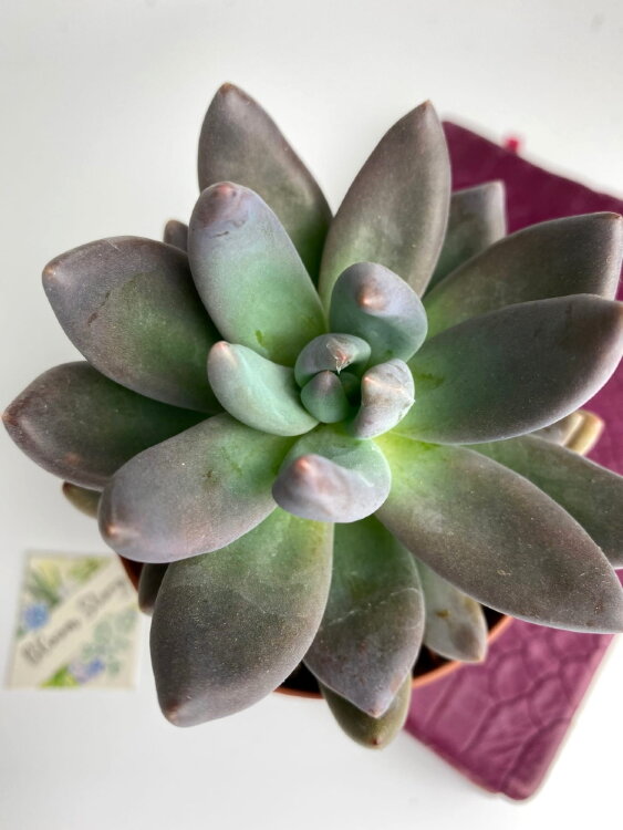 Пахифитум Брактеосум Фиткай ⌀8 