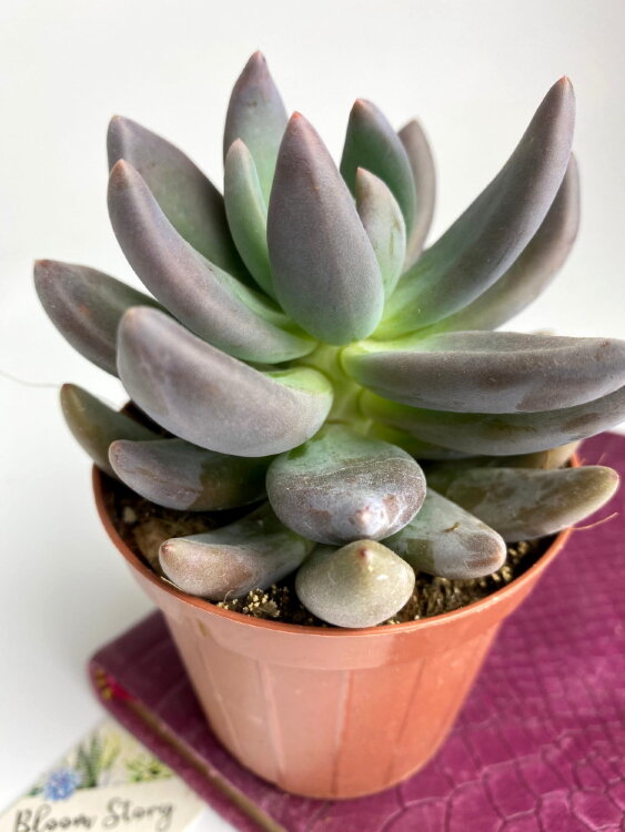 Пахифитум Брактеосум Фиткай ⌀8 