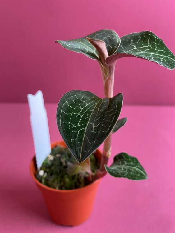 Доссиния мраморная 