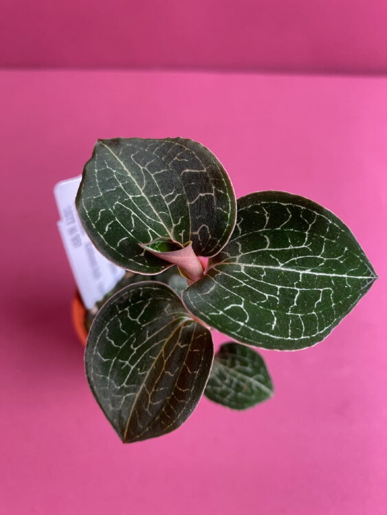 Доссиния мраморная 