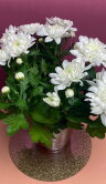 Хризантема белая махровая ⌀12 