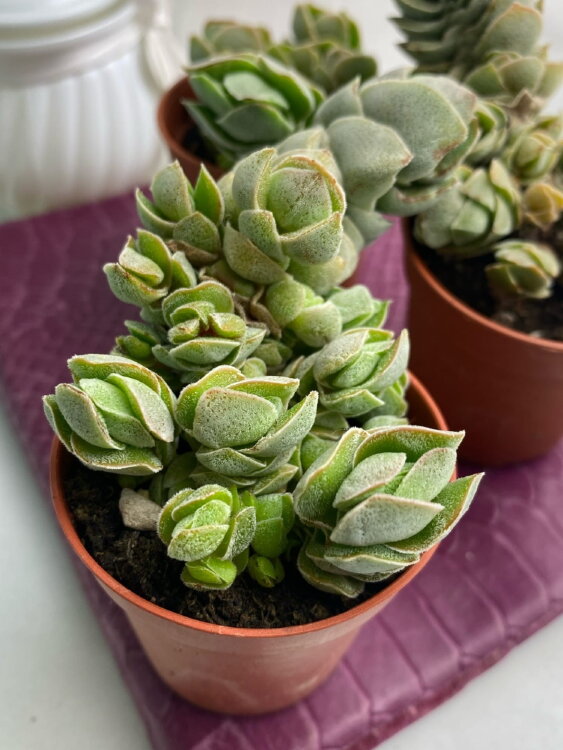 Крассула Децептор Арта ⌀5 