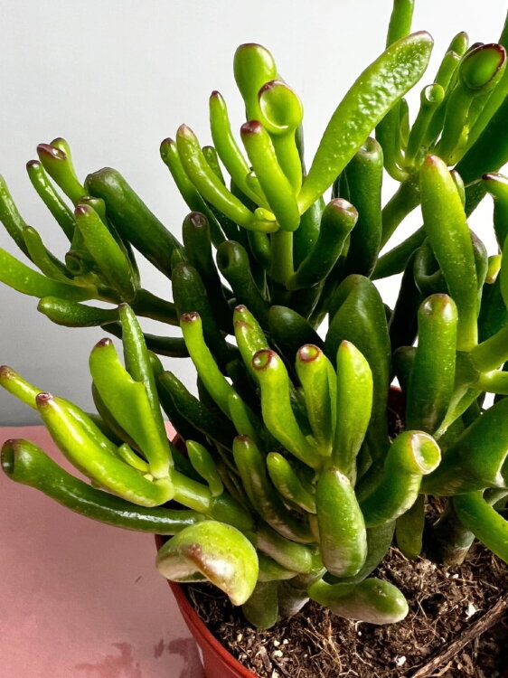 Крассула Овата Хоббит ⌀12 15 см 