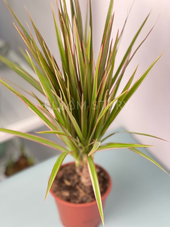 Драцена Маргината Биколор ⌀12 35 см 