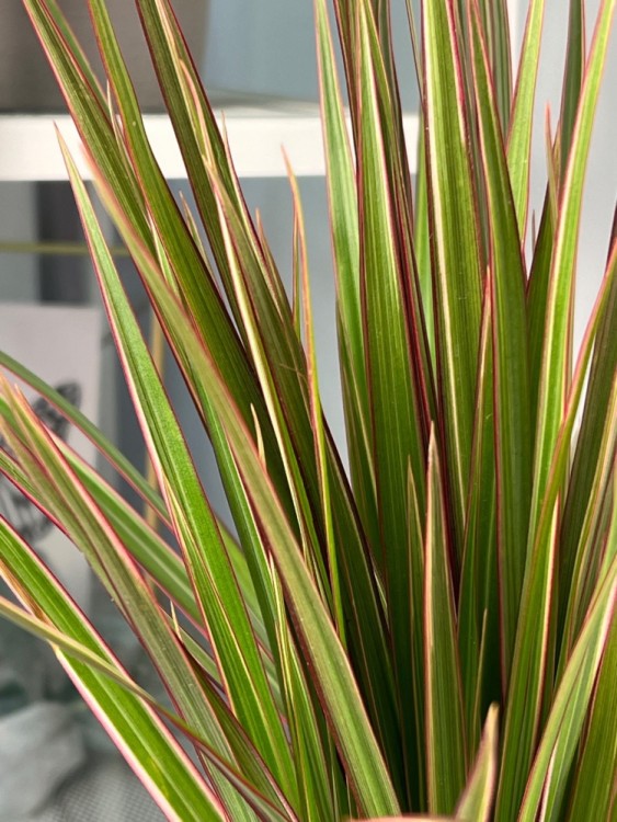 Драцена Маргината Биколор ⌀12 35 см 