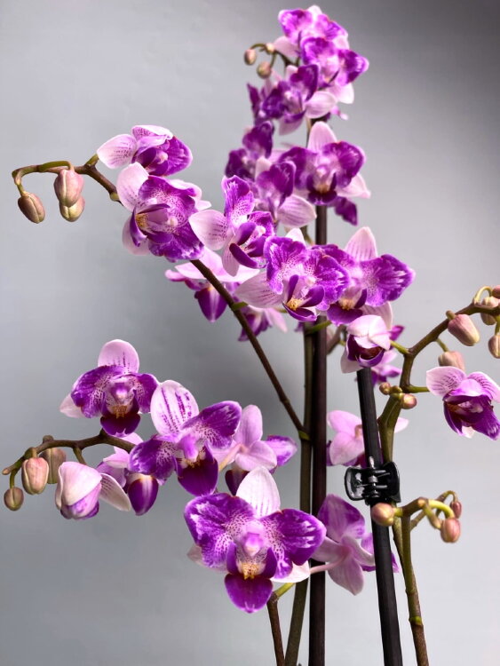 Орхидея Фаленопсис Льюис Бьюти Бабочка 