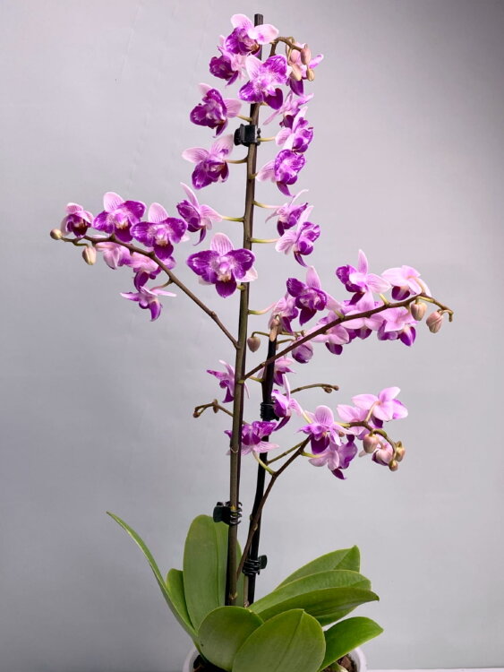 Орхидея Фаленопсис Льюис Бьюти Бабочка 