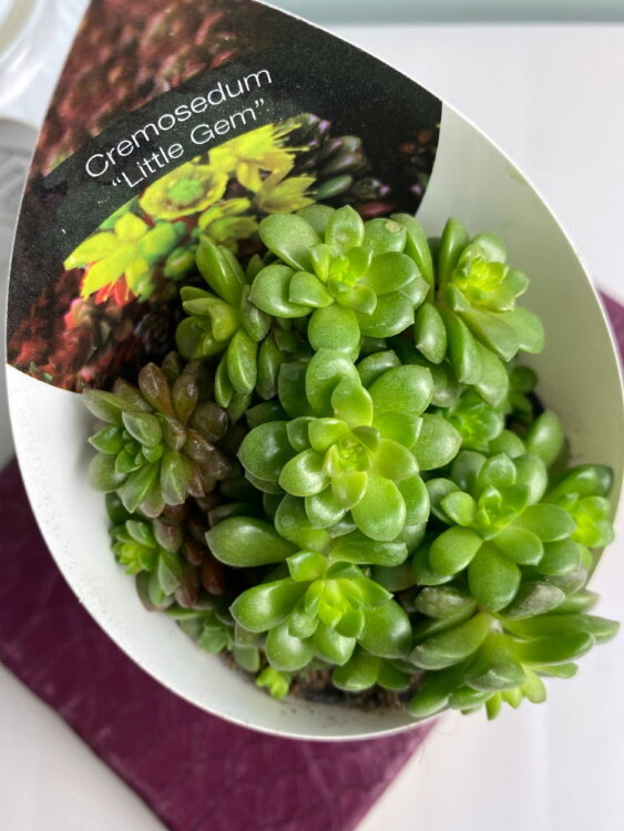 Кремноседум Литтл Джем ⌀7 