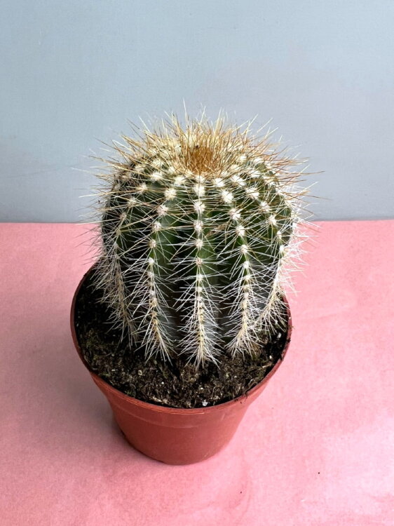 Нотокактус Шумана ⌀7 