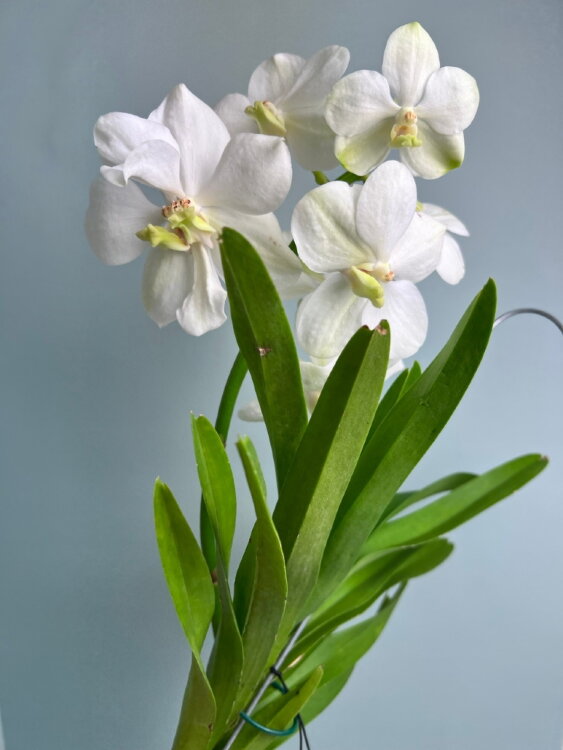 Орхидея Ванда подвесная белая 