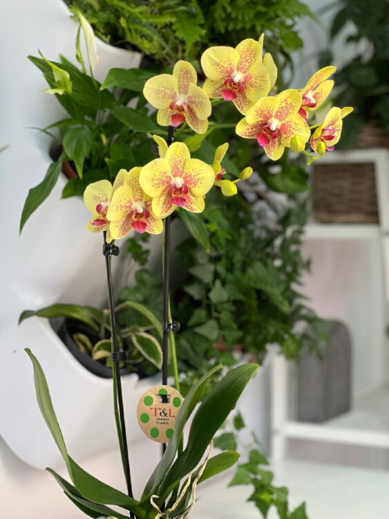 Орхидея Фаленопсис Пульсация ⌀12 60 см 