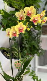 Орхидея Фаленопсис Пульсация ⌀12 60 см 