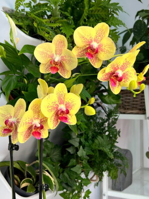 Орхидея Фаленопсис Пульсация ⌀12 60 см