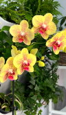 Орхидея Фаленопсис Пульсация ⌀12 60 см 
