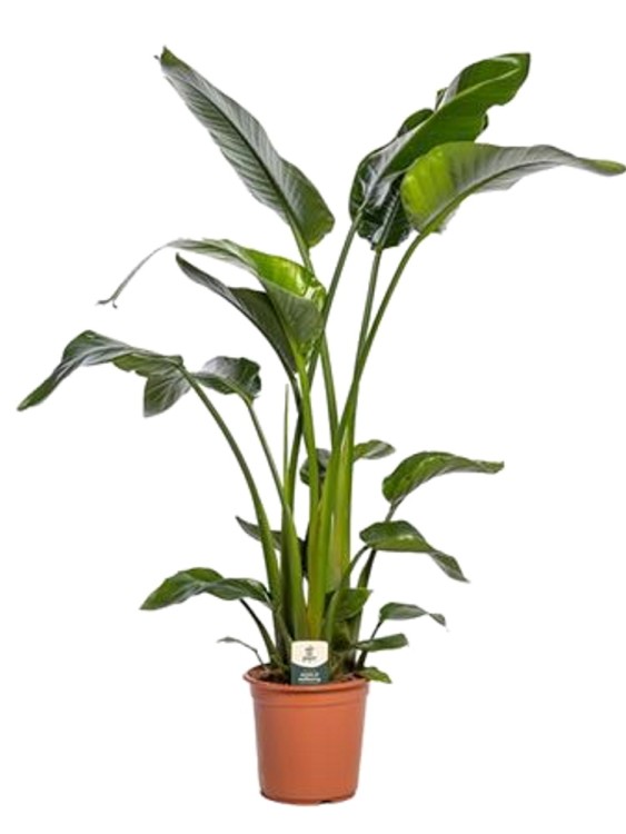 Стрелиция Николая ⌀21 130 см  Стрелиция Николая ⌀21 130 см