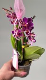 Орхидея Фаленопсис мини Аромио Фрутти ⌀7 20 см 