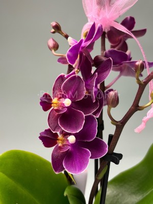 Орхидея Фаленопсис мини Аромио Фрутти ⌀7 20 см