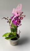 Орхидея Фаленопсис мини Аромио Фрутти ⌀7 20 см 