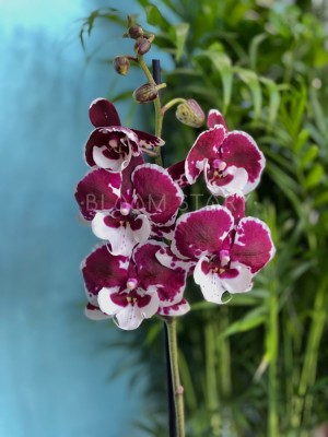 Орхидея Фаленопсис Кизз Биг Лип 1 ст ⌀12 50 см
