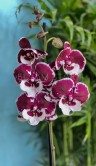 Орхидея Фаленопсис Кизз Биг Лип 1 ст ⌀12 50 см 